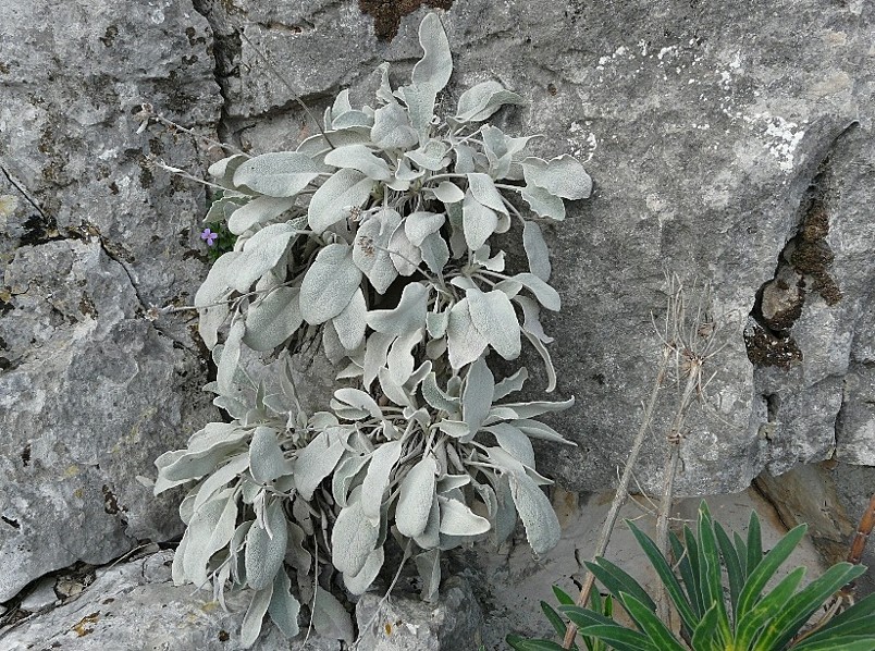 Aubretia columnae e Inula verbascifolia in habitat